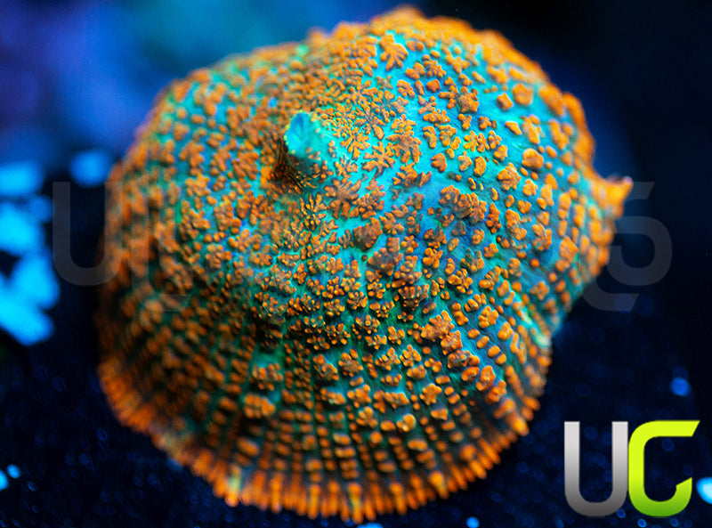 UC Emerald Sunrise Mushroom