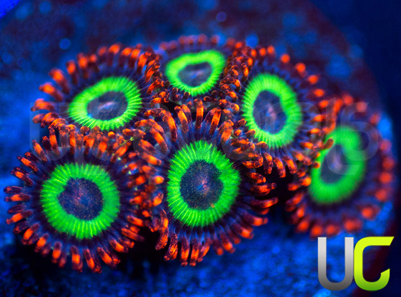 Emeralds on Fire