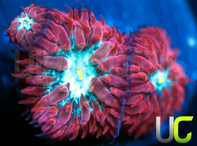 UC Azure Sky Blastos