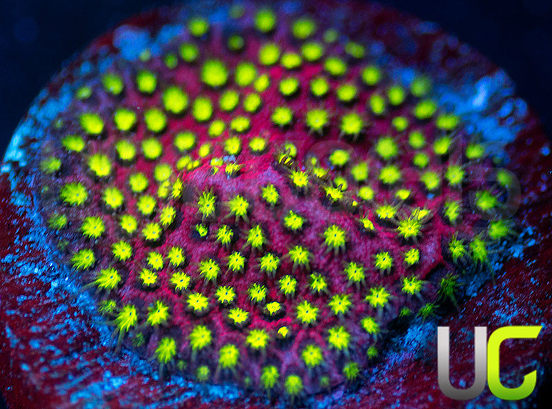 UC Raspberry Pie Stylo