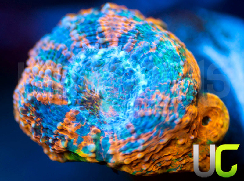 BigR Gumdrop Echinata