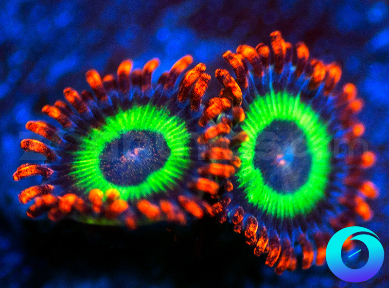 Emeralds on Fire