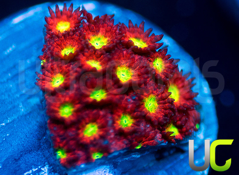 UC Sweet Tart Madracis