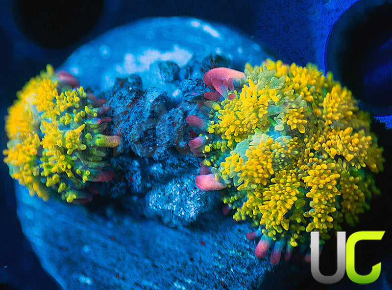 Gonzos Golden Dragon Bounce Mushroom