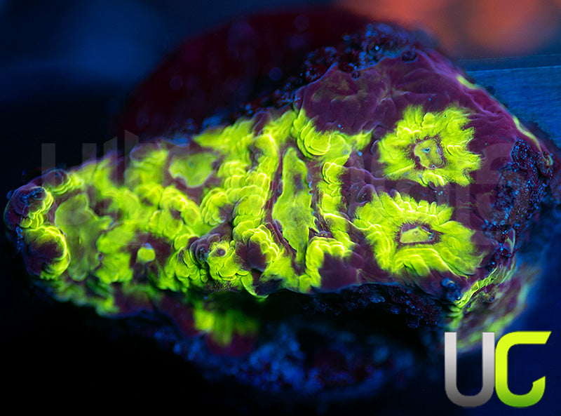 UC Bumblebee Favites