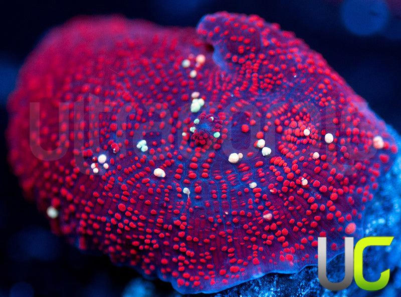 Red Devil Miushroom