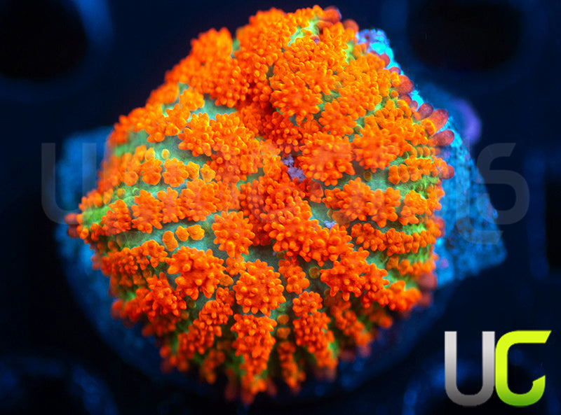 UC Flaming Jade Mushroom