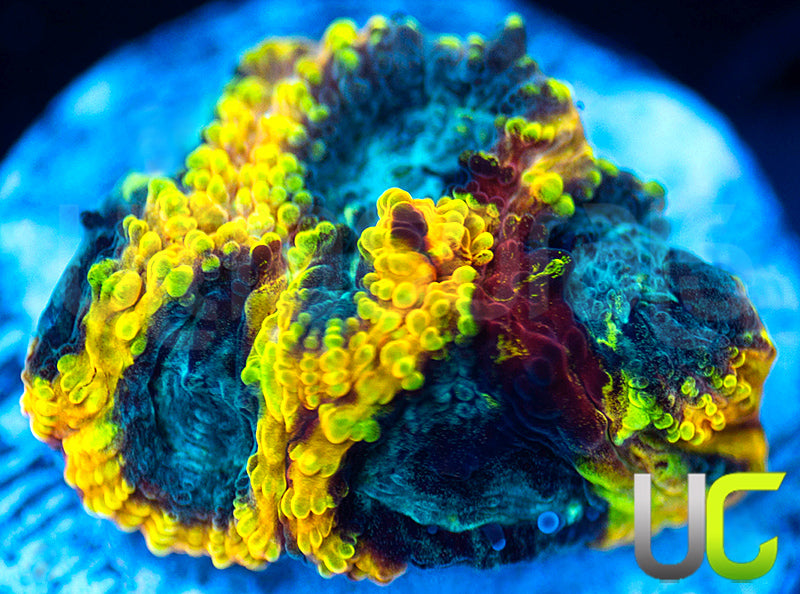 JF Yellow Submarine Favia