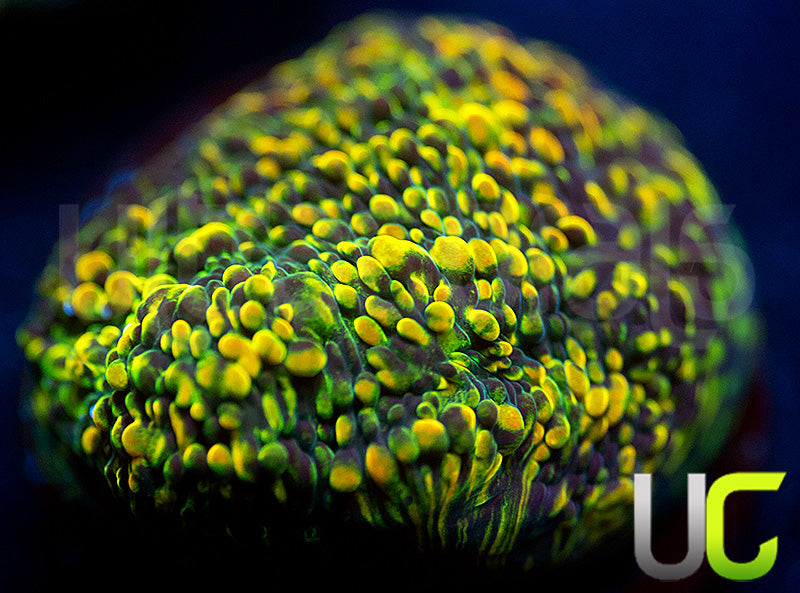 WWC Stellaria Chalice