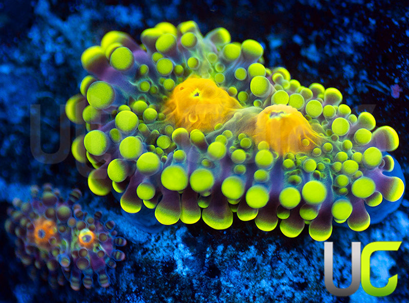 UC Green Lantern Yuma Ricordea