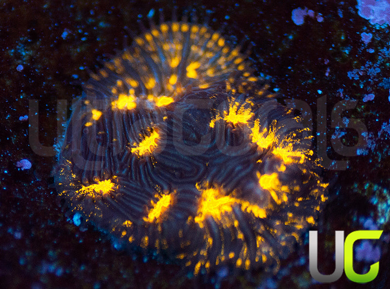 UC Blinding Lights Lepto