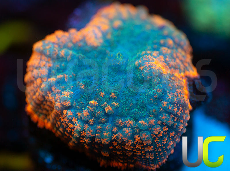 UC Frequency Mushroom
