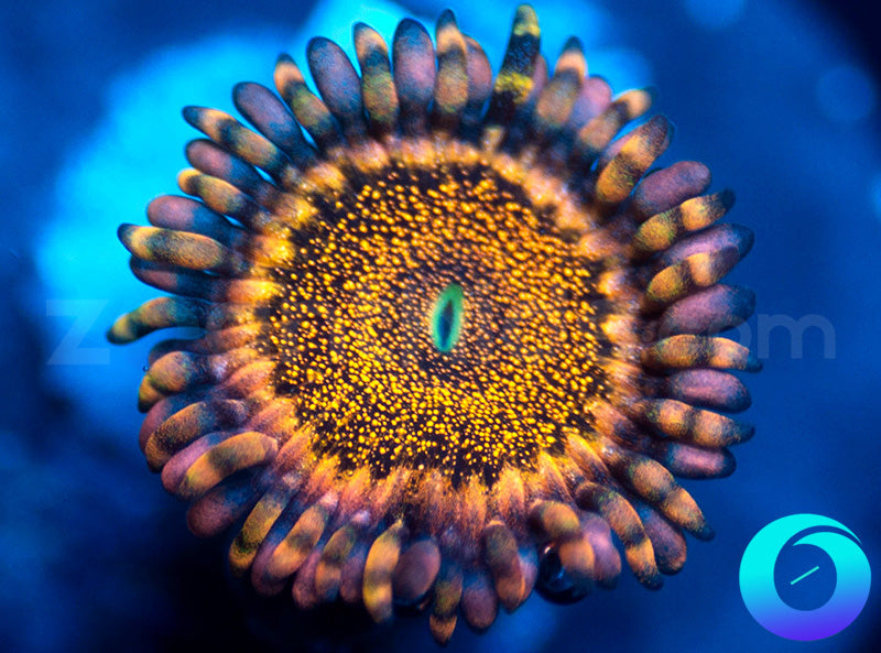 CC Orange Death Star