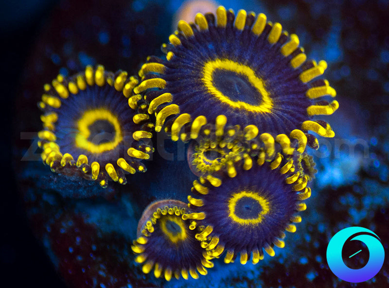 Purple Hornets