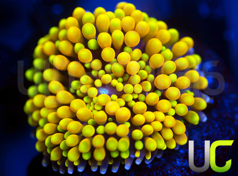 UC Metallic Yellow Pink Florida Ricordea