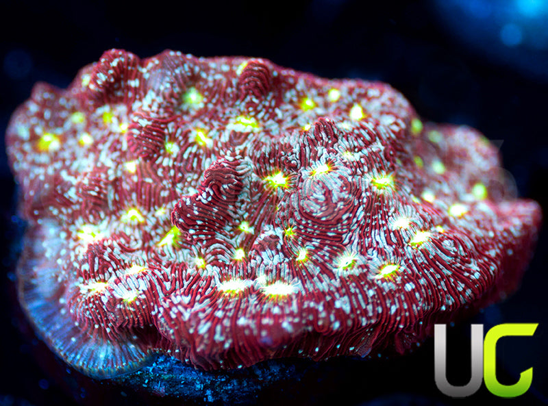 UC Red Devil Lepto