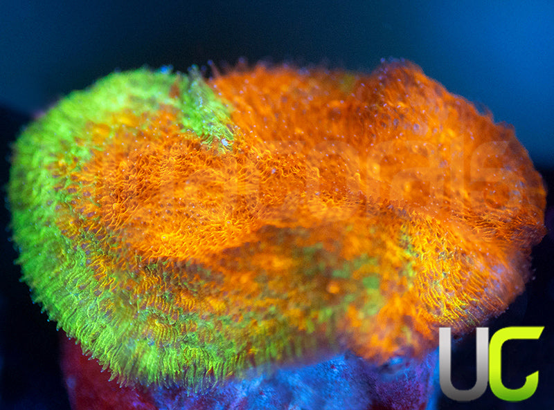 Watermelon Psammocora