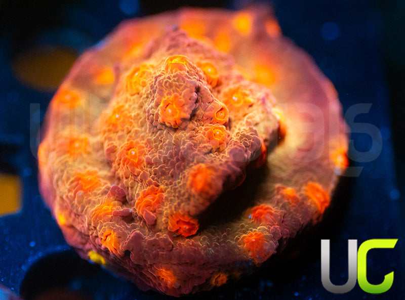 UC Jolly Roger Cyphastrea