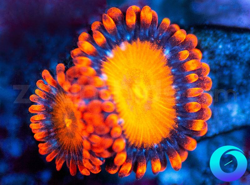 Speckled Fire