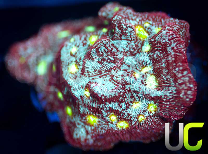 UC Red Devil Lepto