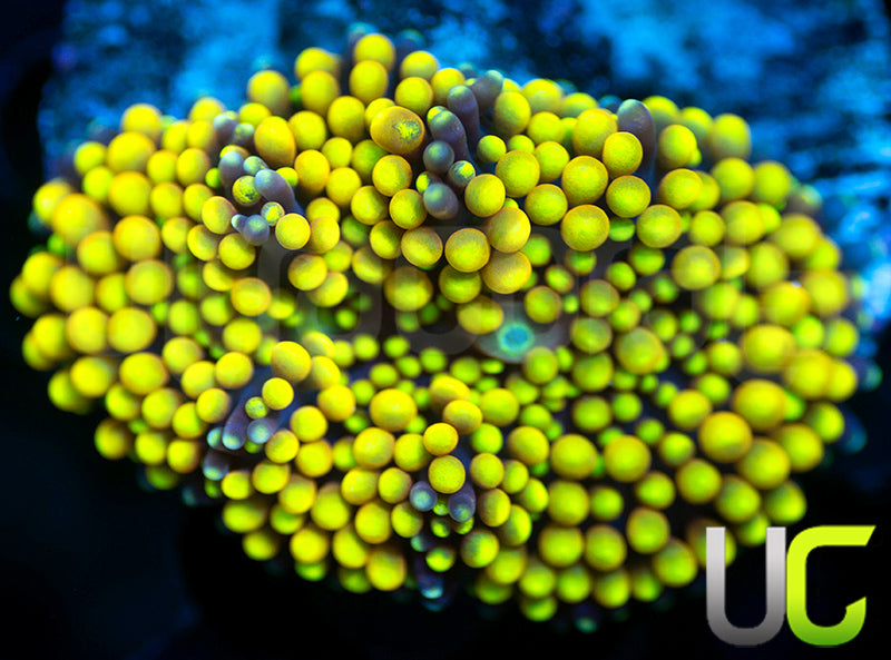 UC True Yellow Florida Ricordea