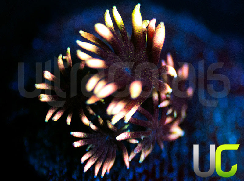 UC Everglow Goni