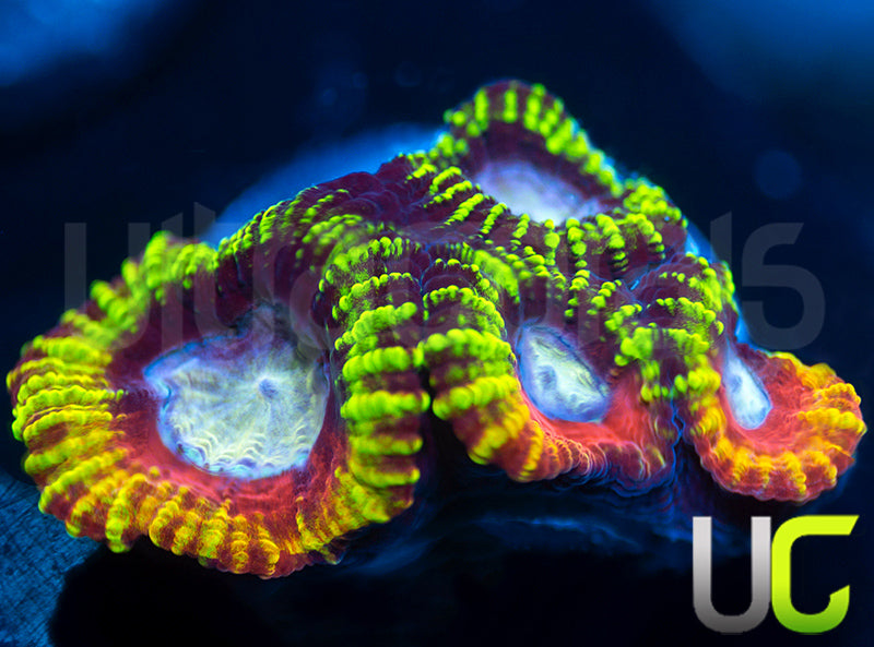 UC Double Rainbow Favia