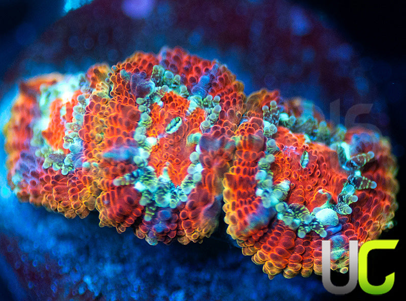 UC Limp Bizkuit Micro Amakusensis