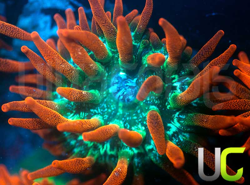 UC Funburst Anemone