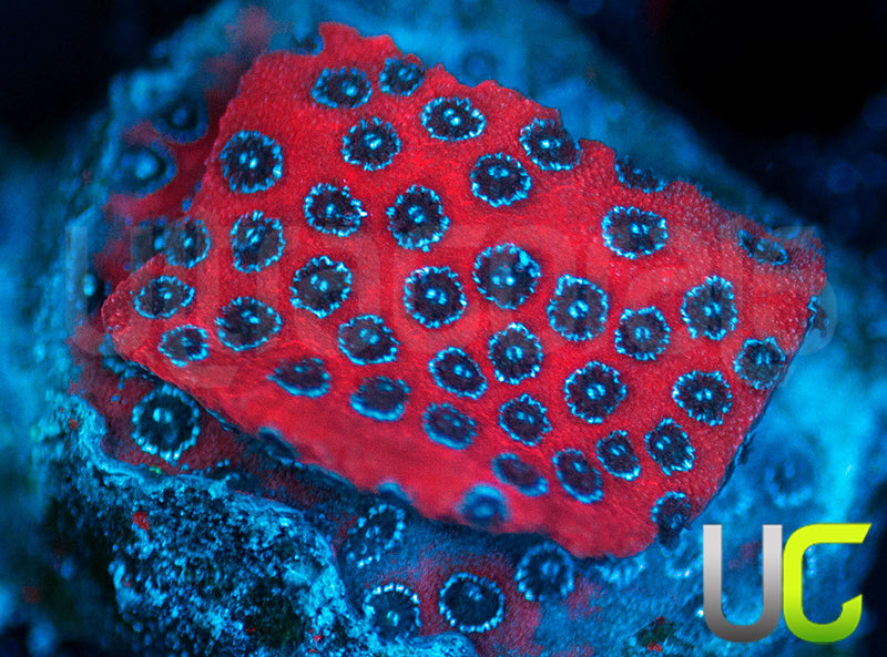 Darth Maul Porites