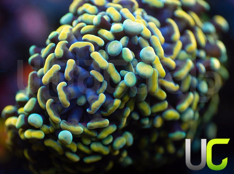 ASD Holy Grail Hammer