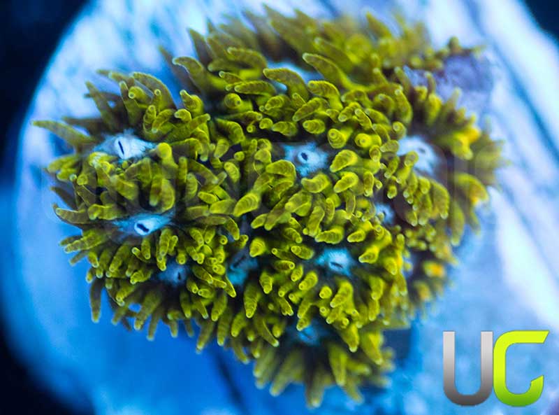UC Blue Eyed Girl Leptastrea