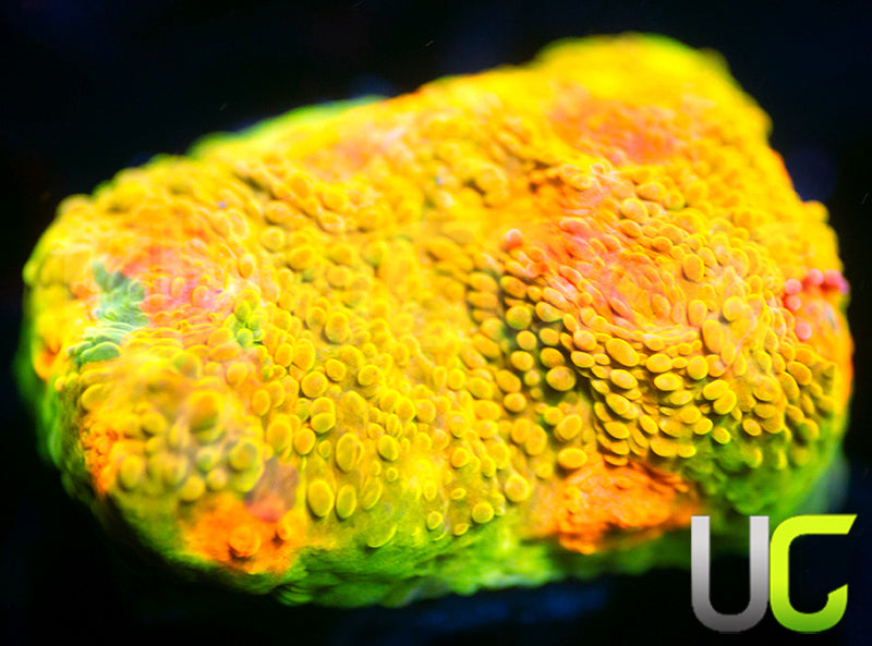 UC Crayola Meltdown Chalice