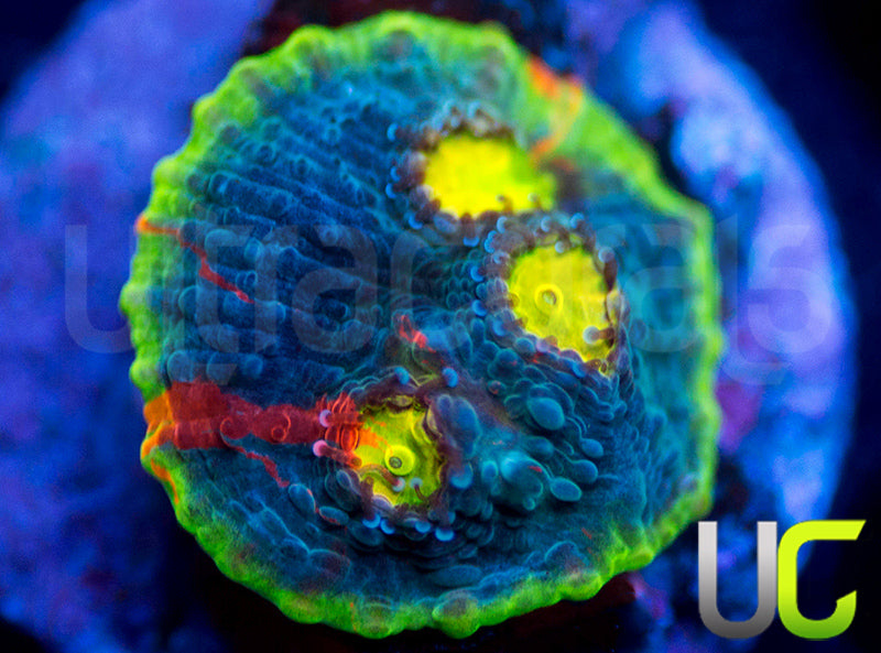 UC Gummy Worm Chalice Small