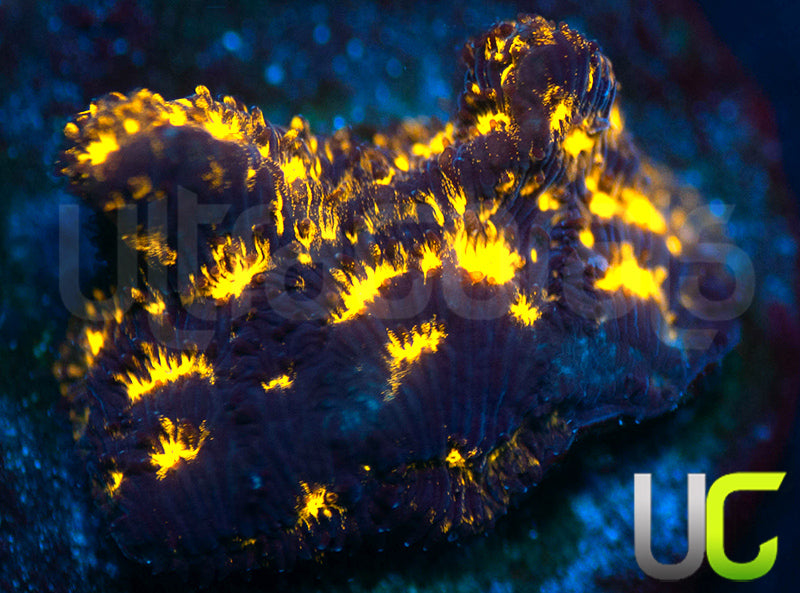 UC Blinding Lights Lepto