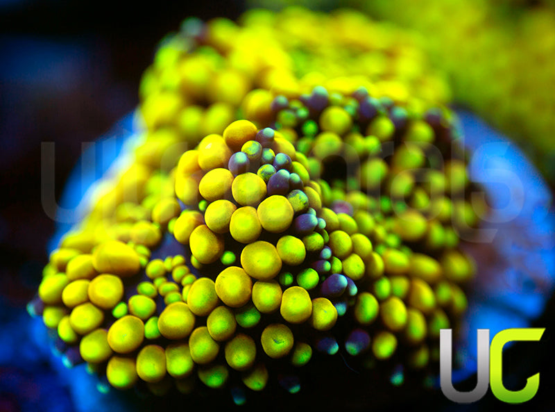 True Yellow Florida Ricordea