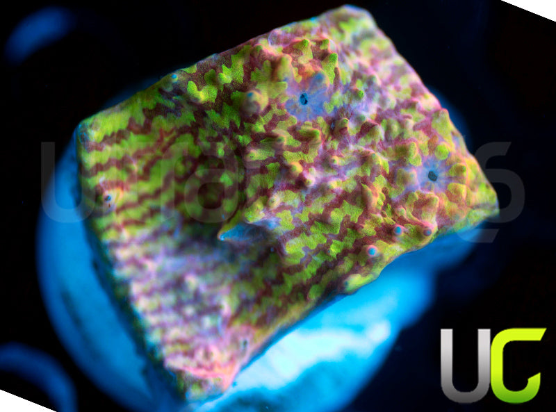 UC Crazy Convict Chalice