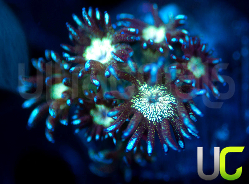 TSA Royal Glitter Goni