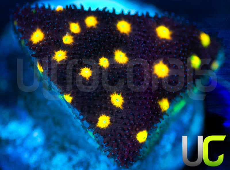 UC Half Blood Psammocora