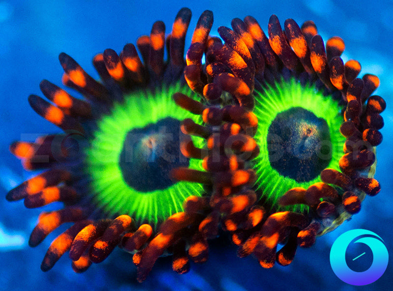 Emeralds on Fire