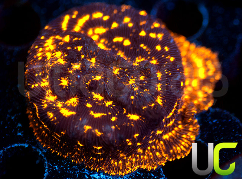 UC Blinding Lights Lepto