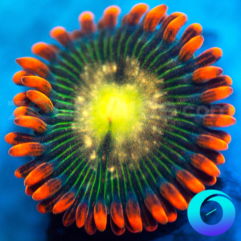 Thermo Blaster Zoanthids