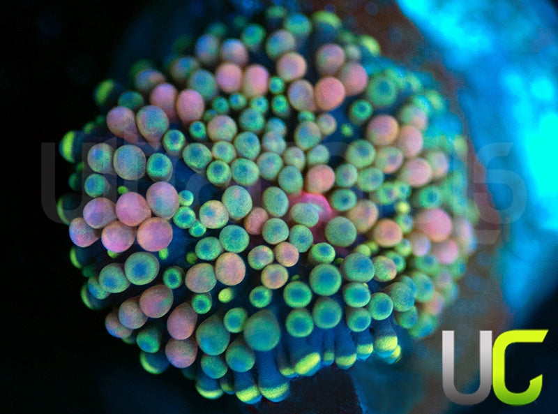 UC Bubble Yum Multicolored Florida Ricordea