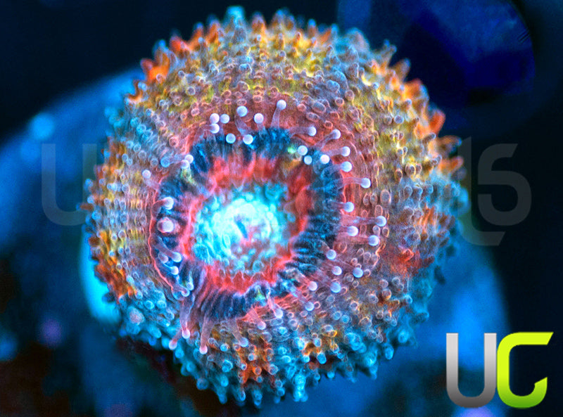 CC Thai Sunset Micro Lord