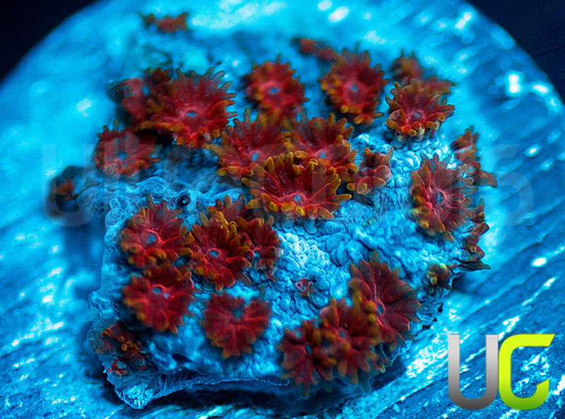 WWC Skittles Bomb Cyphastrea