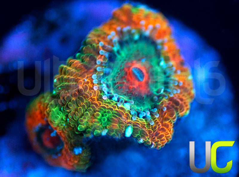 UC Bridesmaid Micro Amakusensis