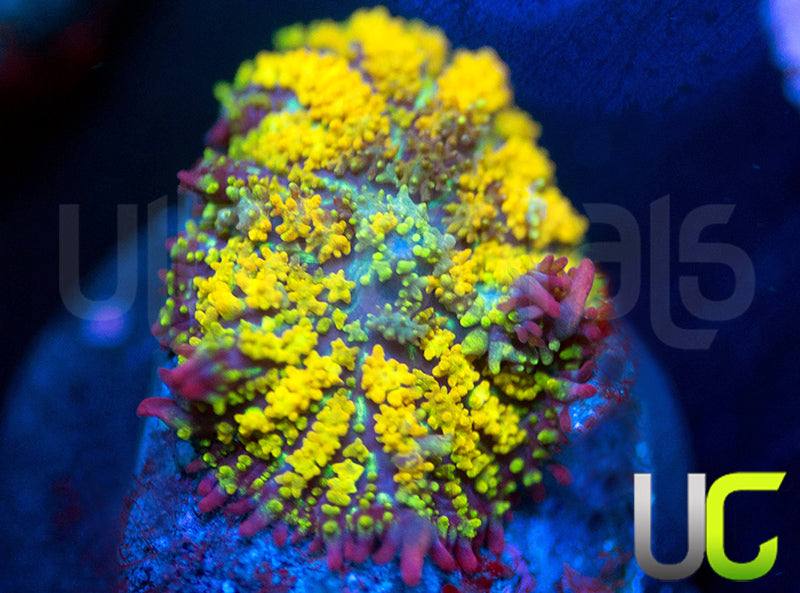 Gonzos Golden Dragon Mushroom