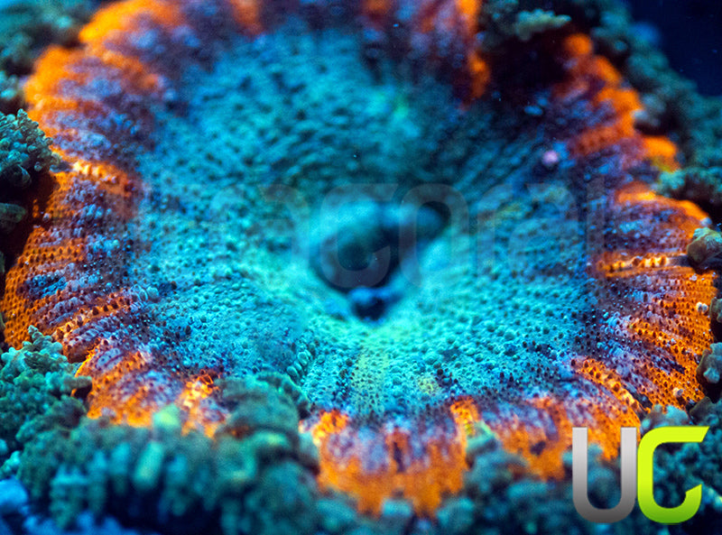 Rainbow Fleck Rock Flower Anemone