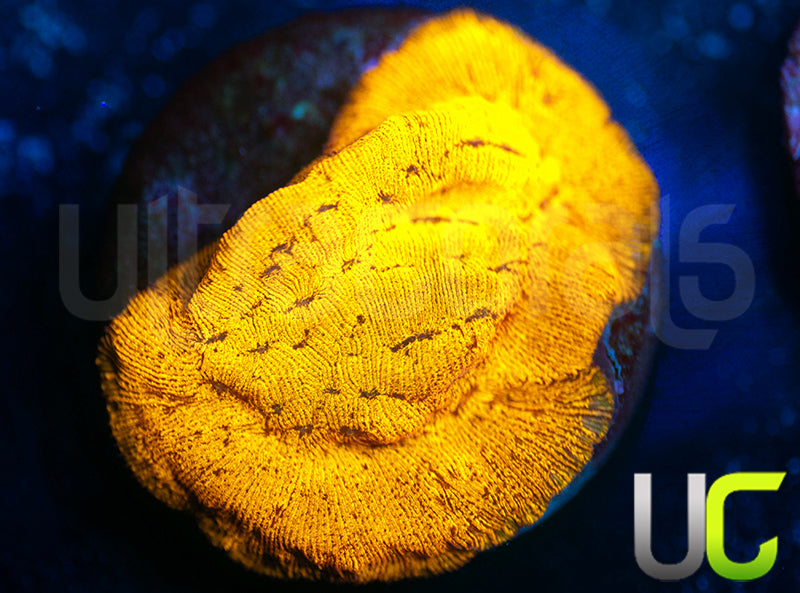 UC Golden Dragon Lepto