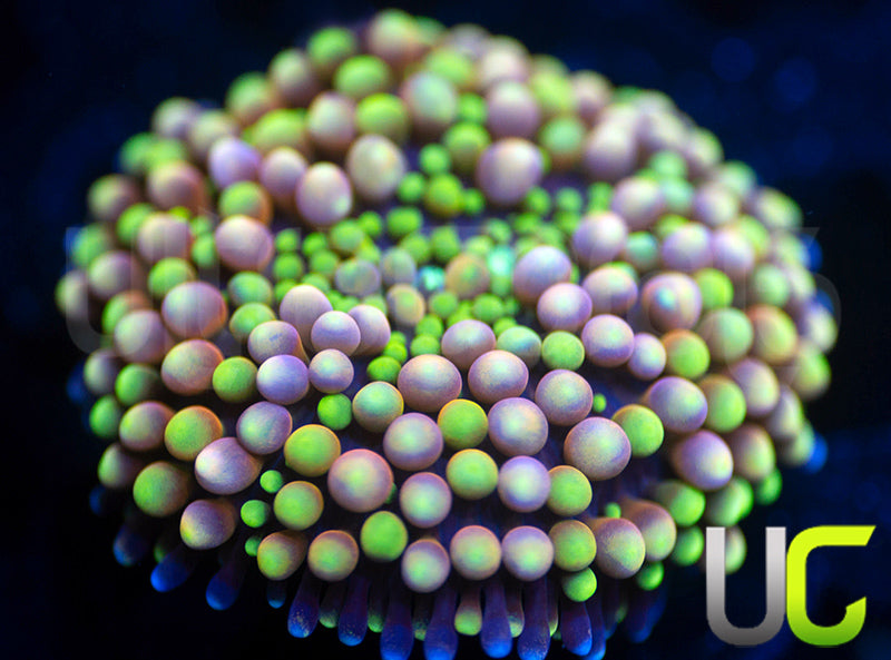 UC Pink Yellow Metallic Bubble Florida Ricordea